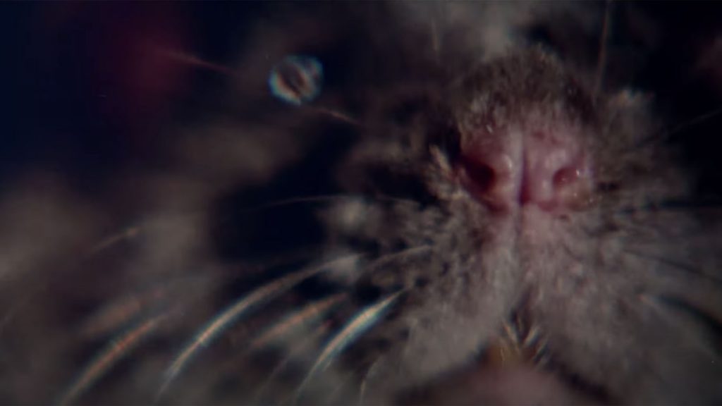 Close-up of a rat's face