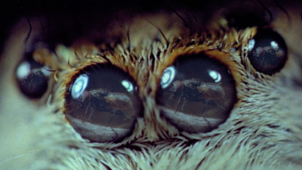 Reflections of bees in a bee's eyes